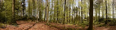 P022918a: Grosses Panoramafoto Frühlingswald im Schweizer Mittelland