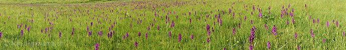 P023245: Panoramafoto Orchideenwiese