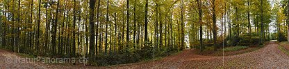 P023904: Grosspanorama Herbstwald