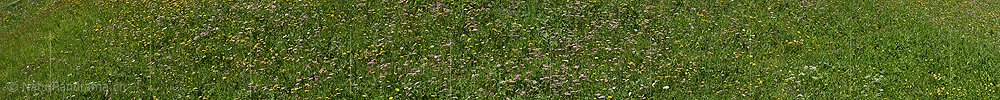 P024057b: Panoramabild Wildblumenwiese mit grosser Artenvielfalt