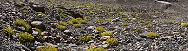 P024364: Panoramic photo Ciliated saxifrage in the glacier foreland