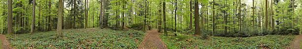P024856: 360° Panoramafoto Findling im Frühlingswald