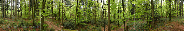 P024859a: Panoramafoto Frühlingswald