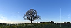P025615: Mächtiger Baum im Abendlicht