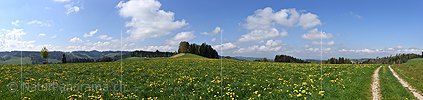 P025662: Panoramafoto Blühende Löwenzahnwiese und freundlicher Wolkenhimmel