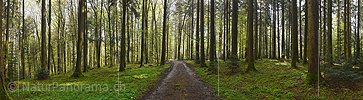 P026172: Hochaufgelöstes Panoramafoto Fahrweg im Frühlingswald