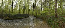 P026182: Panoramic photo of watercourse in springtime floodplain forest