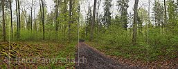 P026186: Panoramafoto Weg im frühlingshaften Auenwald
