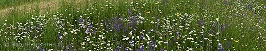 P026324: Panorama Blumenwiese mit Salbei und Margeriten
